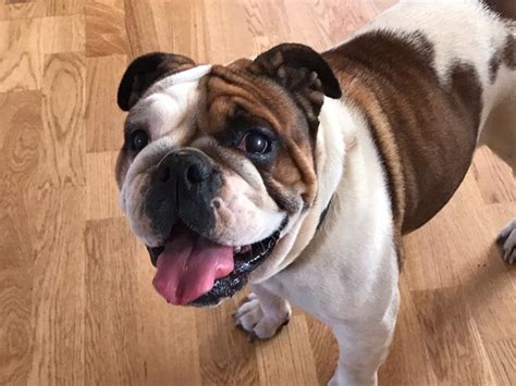 Adopted a 3 year old bulldog and have questions..